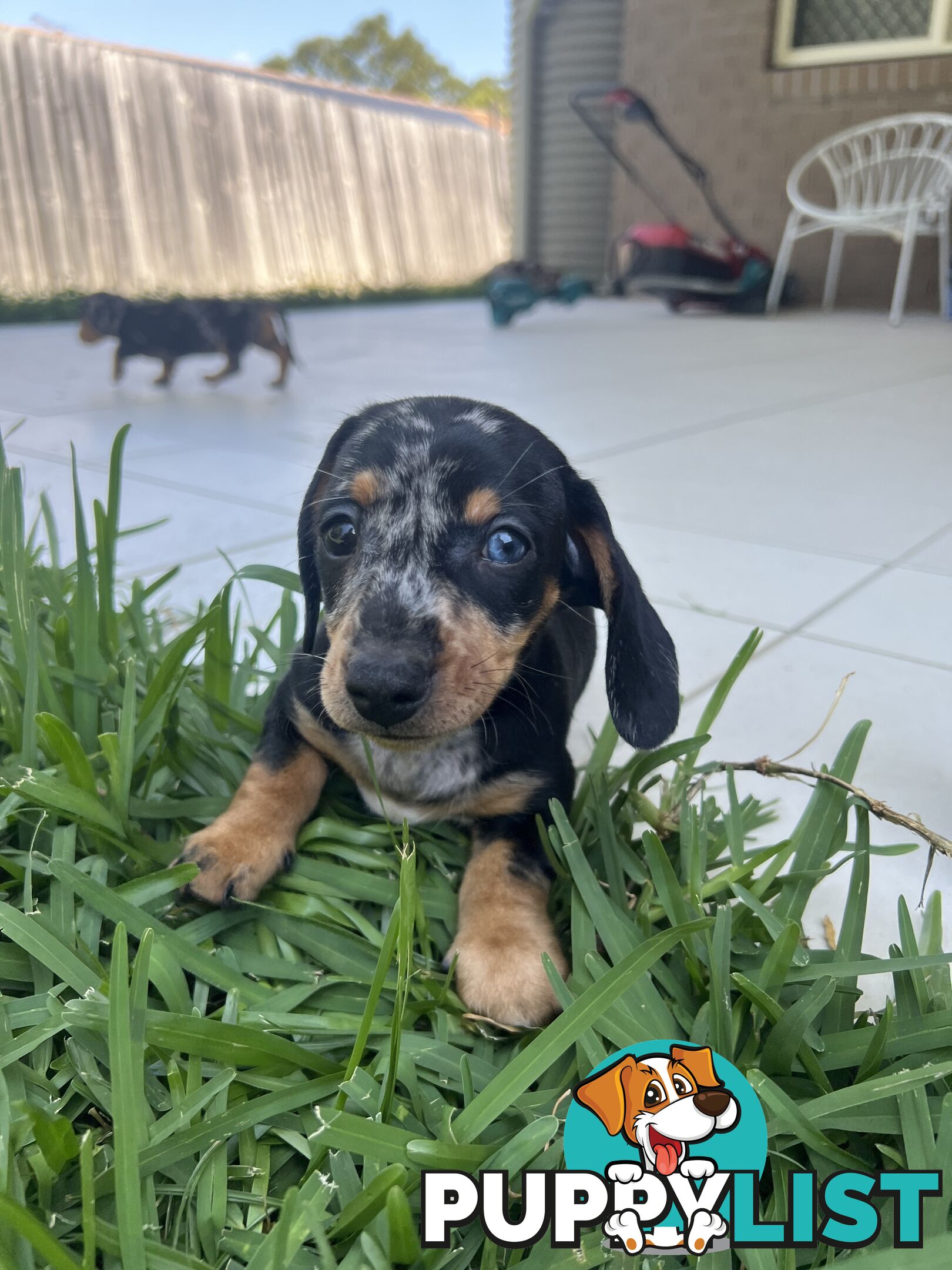 Dachshund puppies - AVAILABLE NOW - 3 Dapple, 2 black and tan