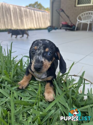 Dachshund puppies - AVAILABLE NOW - 3 Dapple, 2 black and tan