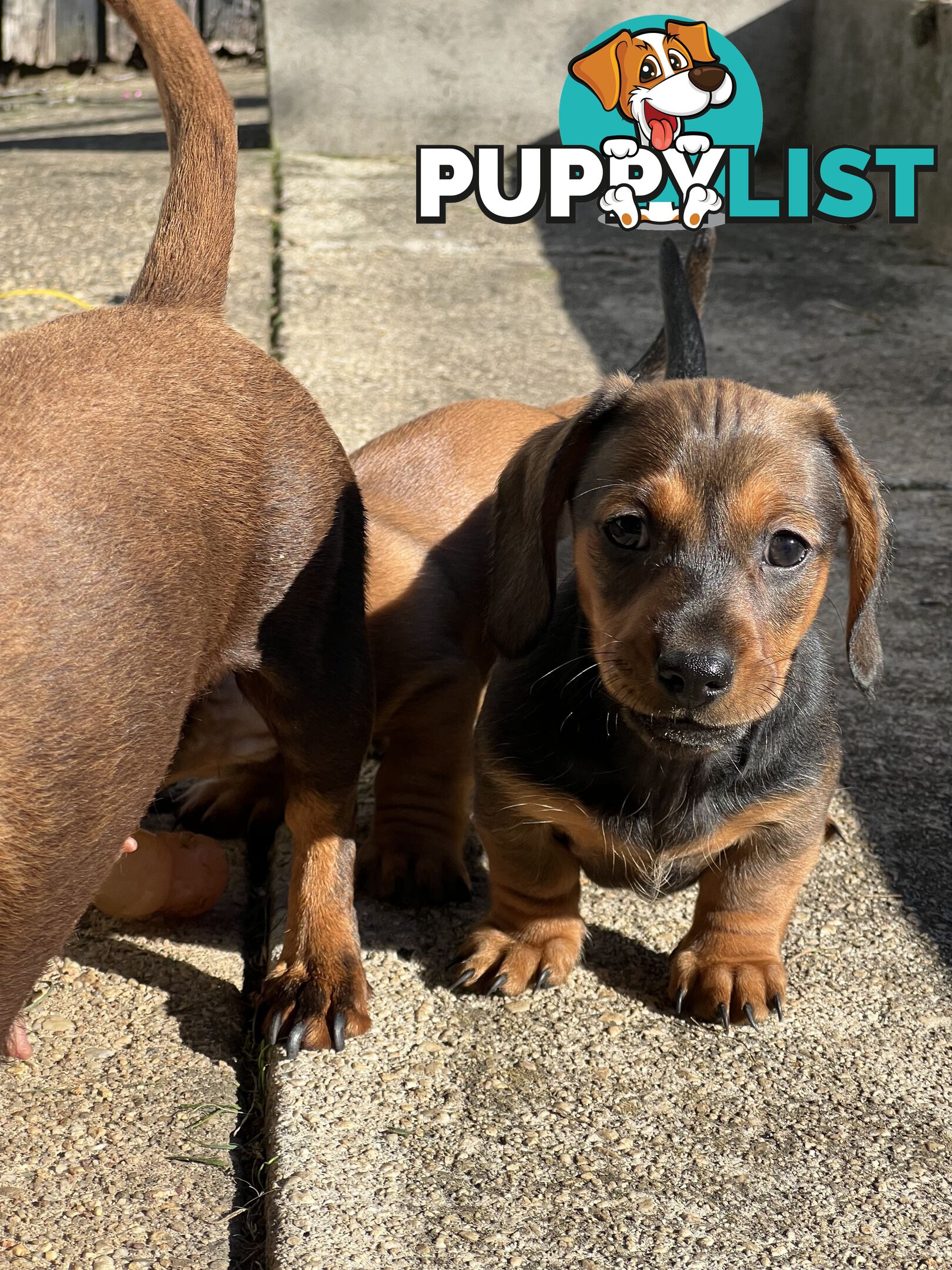 🐶 Miniature Dachshund Puppies – 3 Boys &amp; 1 Girl – Ready 30 June! 🐾