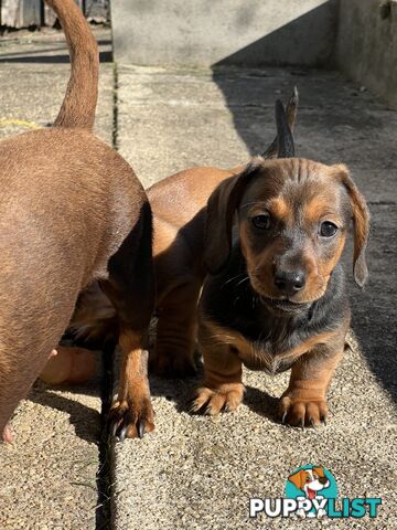 🐶 Miniature Dachshund Puppies – 3 Boys &amp; 1 Girl – Ready 30 June! 🐾