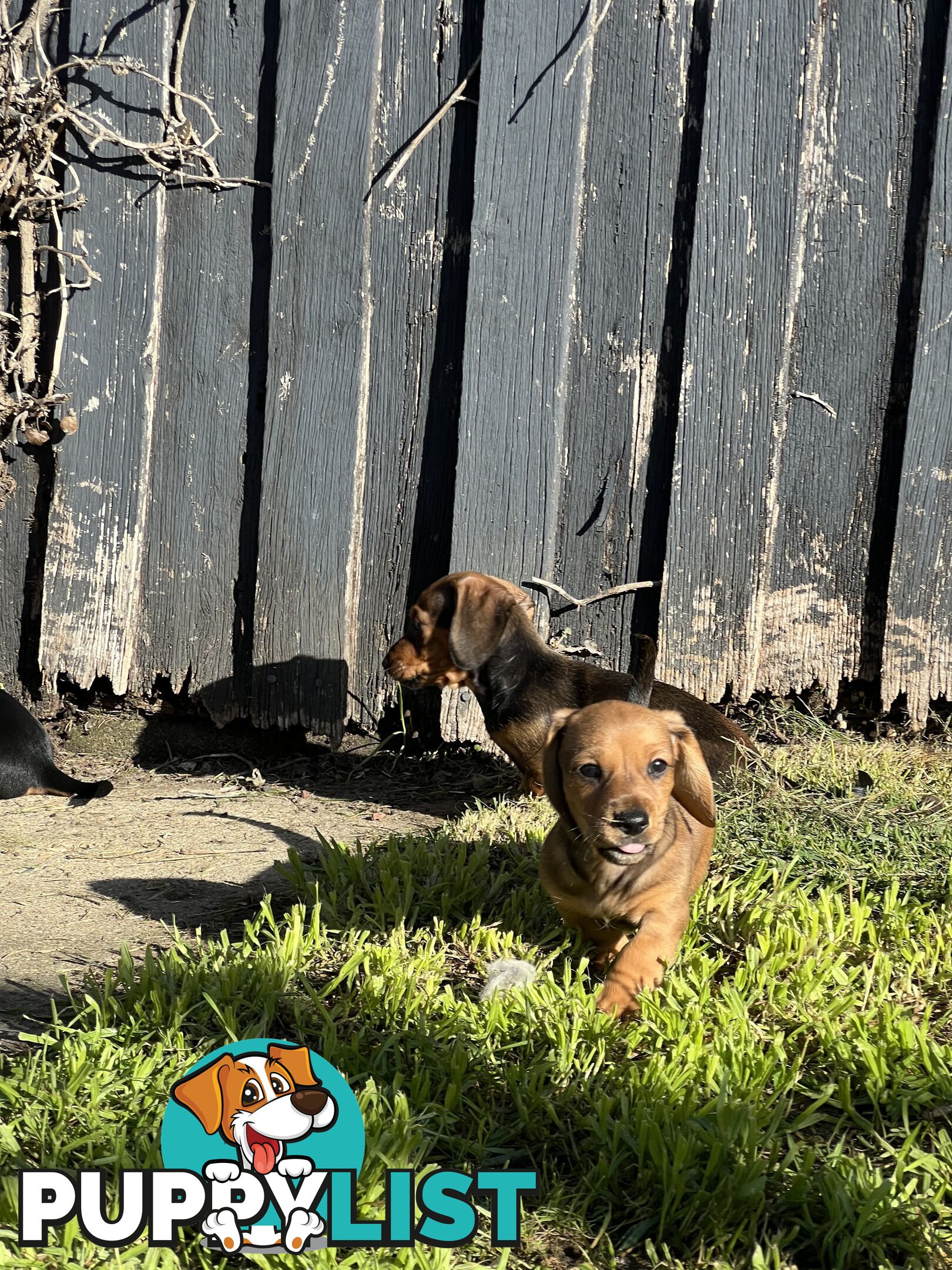 🐶 Miniature Dachshund Puppies – 3 Boys &amp; 1 Girl – Ready 30 June! 🐾