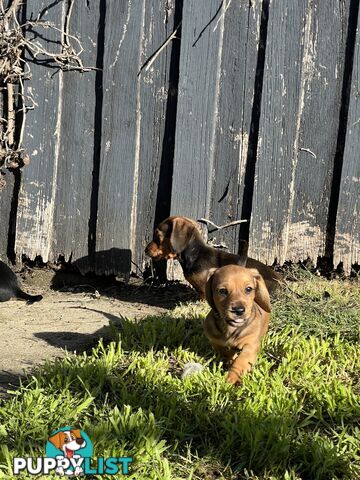 🐶 Miniature Dachshund Puppies – 3 Boys &amp; 1 Girl – Ready 30 June! 🐾