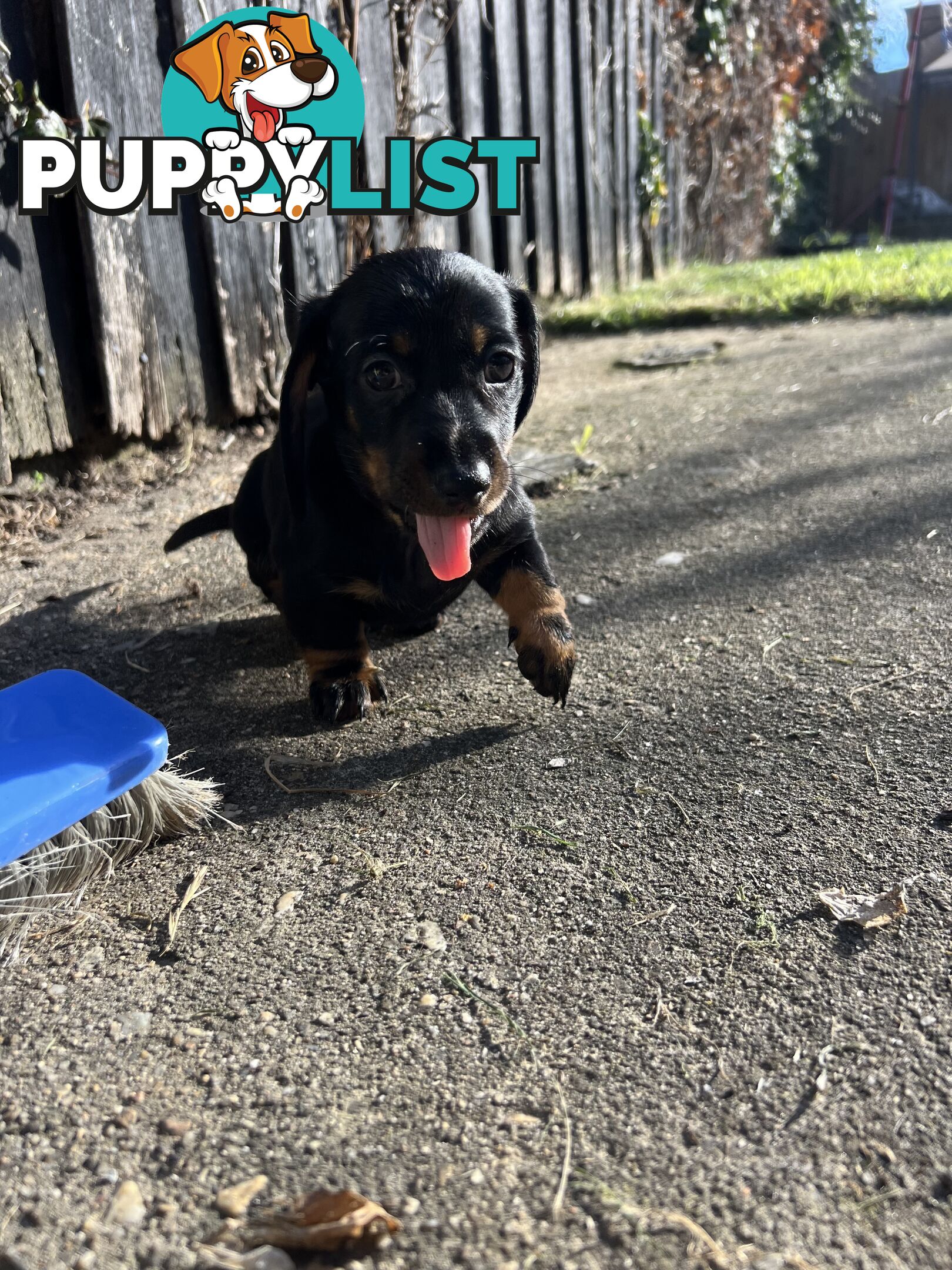 🐶 Miniature Dachshund Puppies – 3 Boys &amp; 1 Girl – Ready 30 June! 🐾