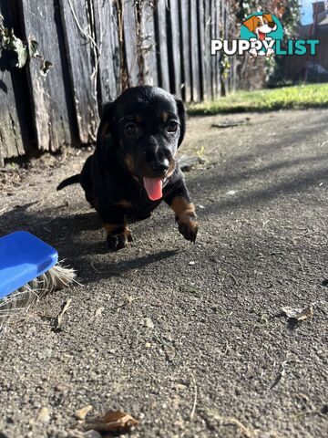 🐶 Miniature Dachshund Puppies – 3 Boys &amp; 1 Girl – Ready 30 June! 🐾