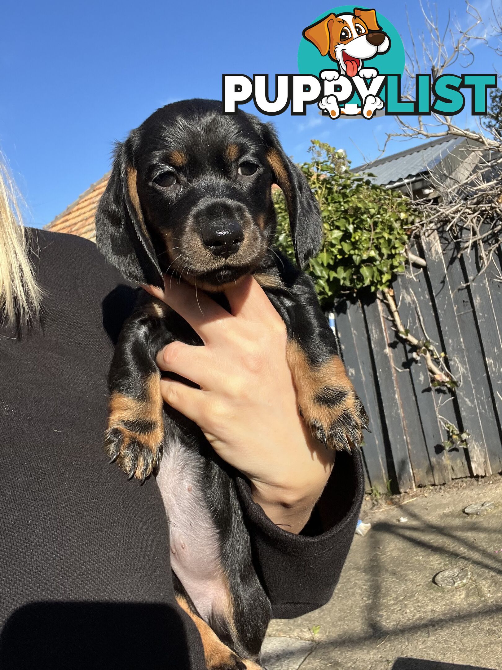 🐶 Miniature Dachshund Puppies – 3 Boys &amp; 1 Girl – Ready 30 June! 🐾