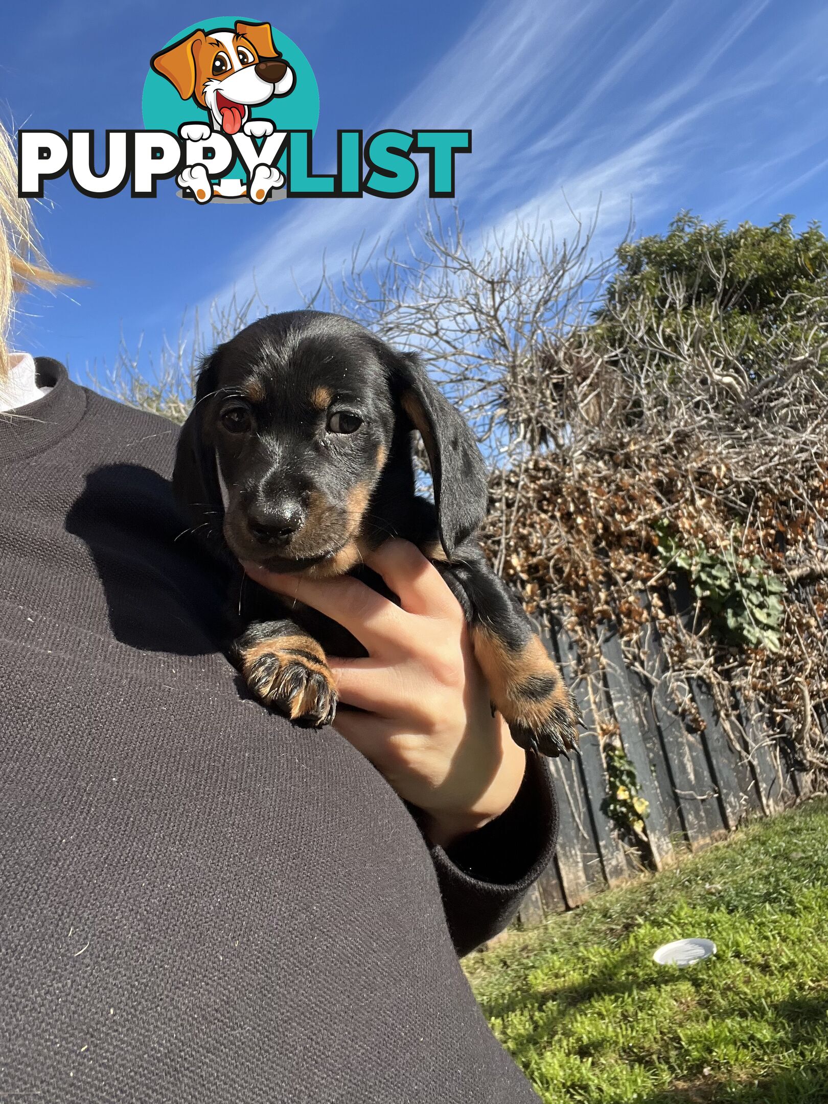 🐶 Miniature Dachshund Puppies – 3 Boys &amp; 1 Girl – Ready 30 June! 🐾