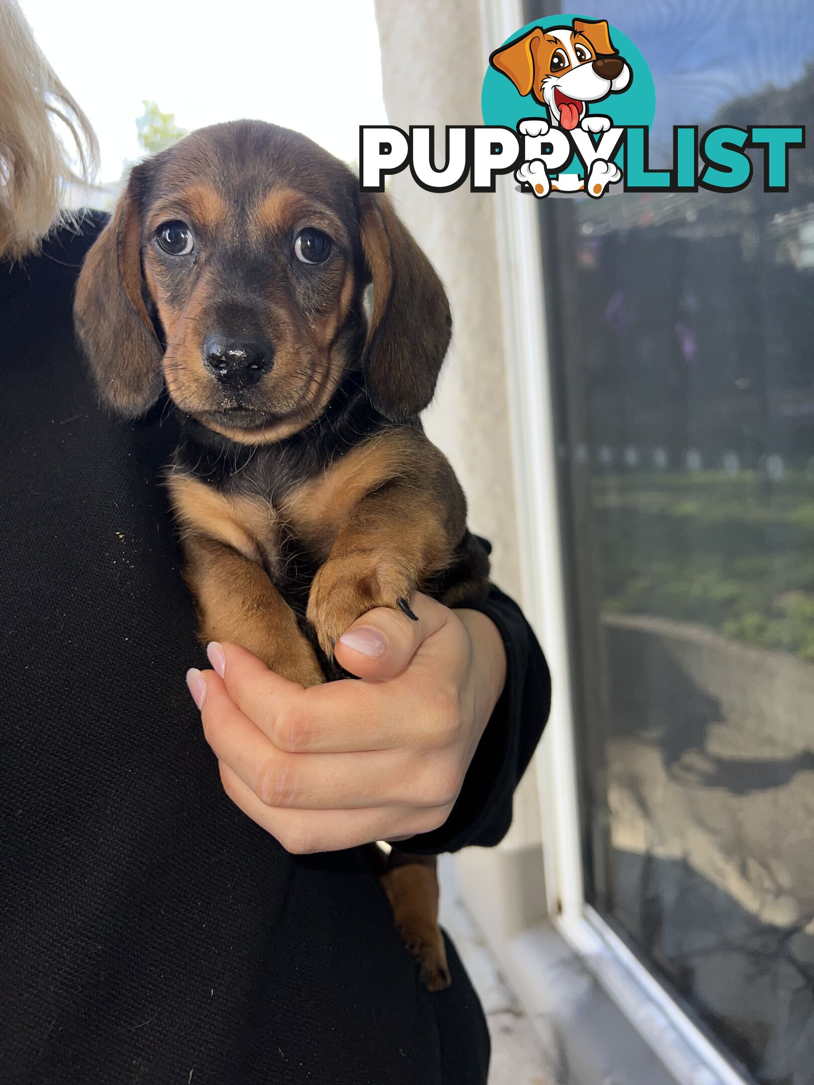🐶 Miniature Dachshund Puppies – 3 Boys &amp; 1 Girl – Ready 30 June! 🐾