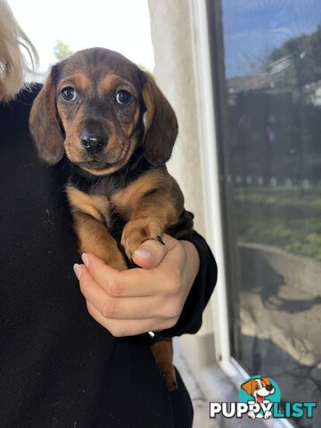 🐶 Miniature Dachshund Puppies – 3 Boys &amp; 1 Girl – Ready 30 June! 🐾