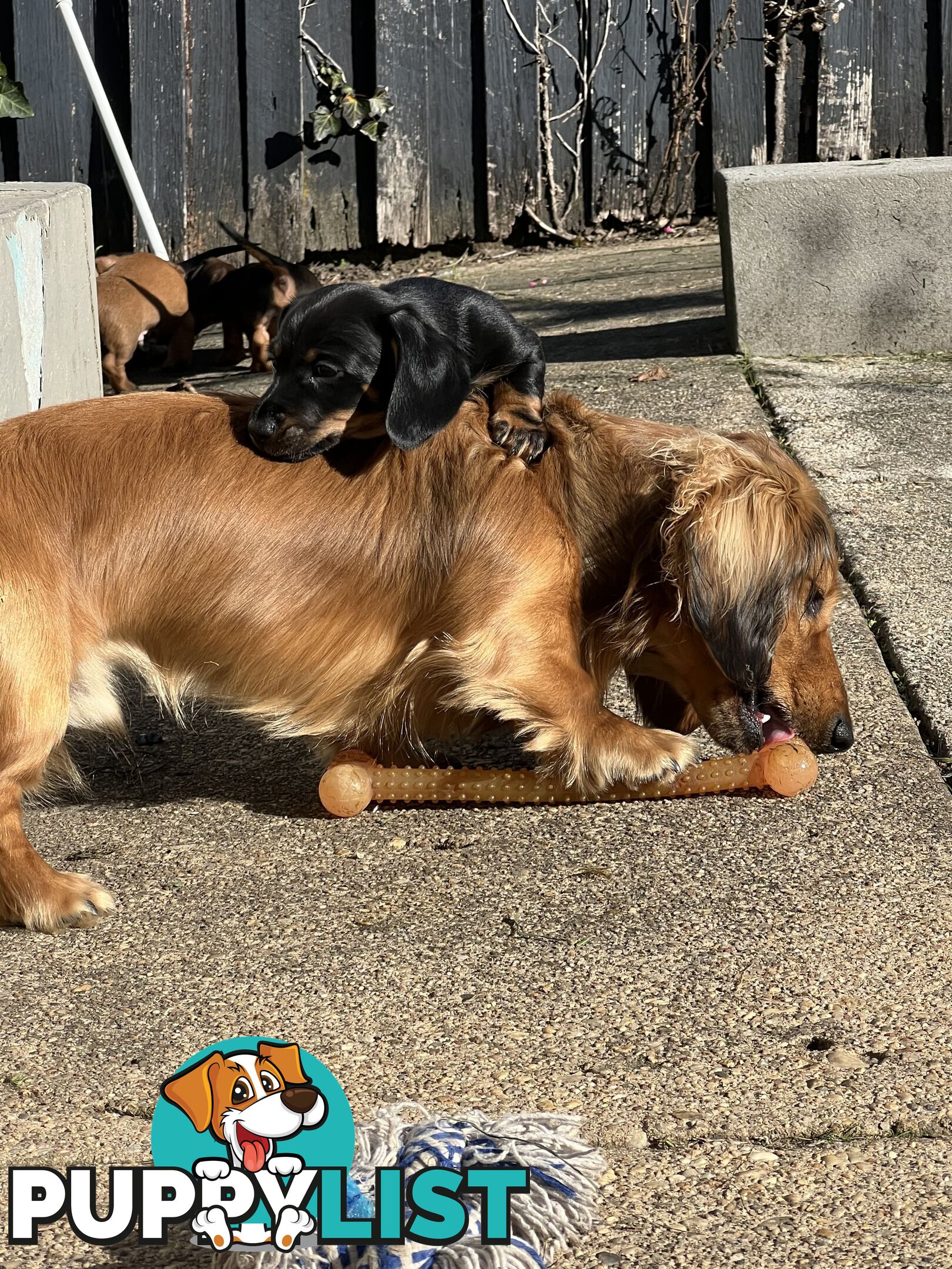 🐶 Miniature Dachshund Puppies – 3 Boys &amp; 1 Girl – Ready 30 June! 🐾