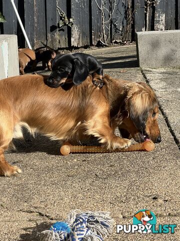 🐶 Miniature Dachshund Puppies – 3 Boys &amp; 1 Girl – Ready 30 June! 🐾