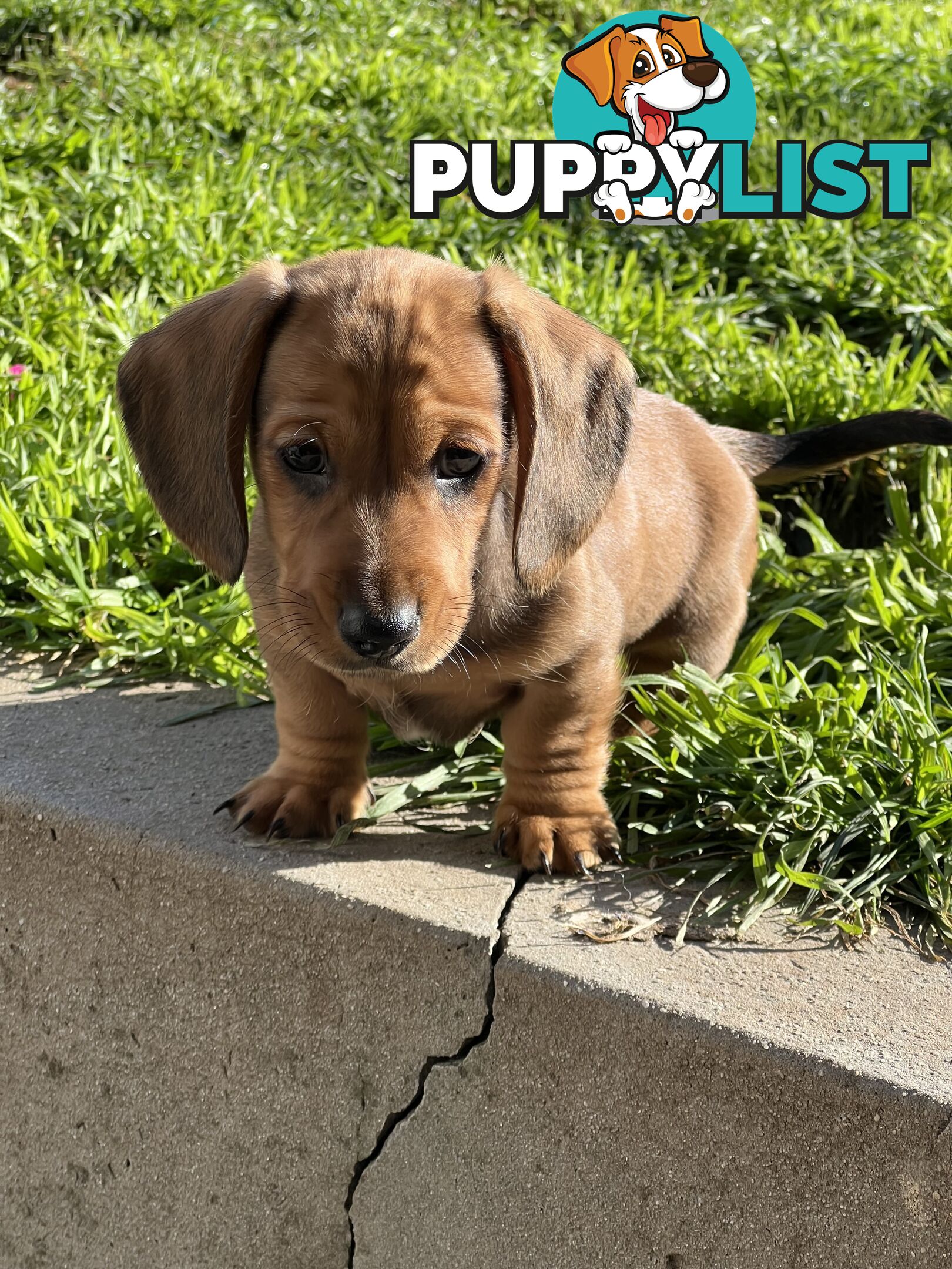 🐶 Miniature Dachshund Puppies – 3 Boys &amp; 1 Girl – Ready 30 June! 🐾