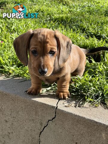🐶 Miniature Dachshund Puppies – 3 Boys &amp; 1 Girl – Ready 30 June! 🐾