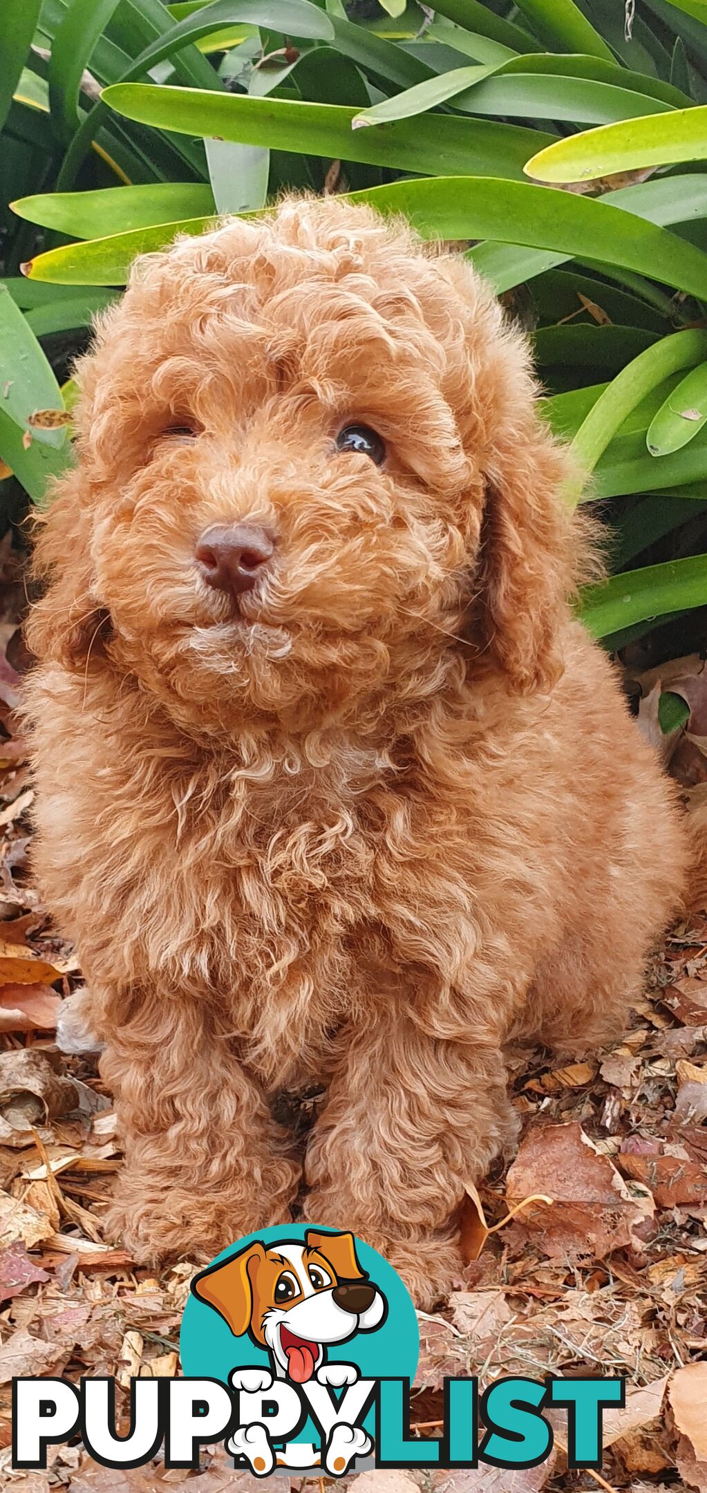 Buetifull toy poodle