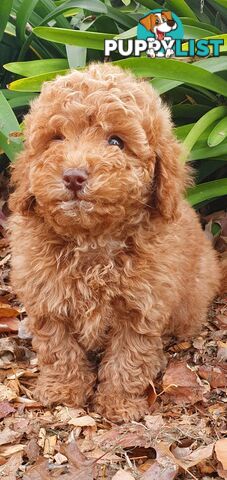 Buetifull toy poodle