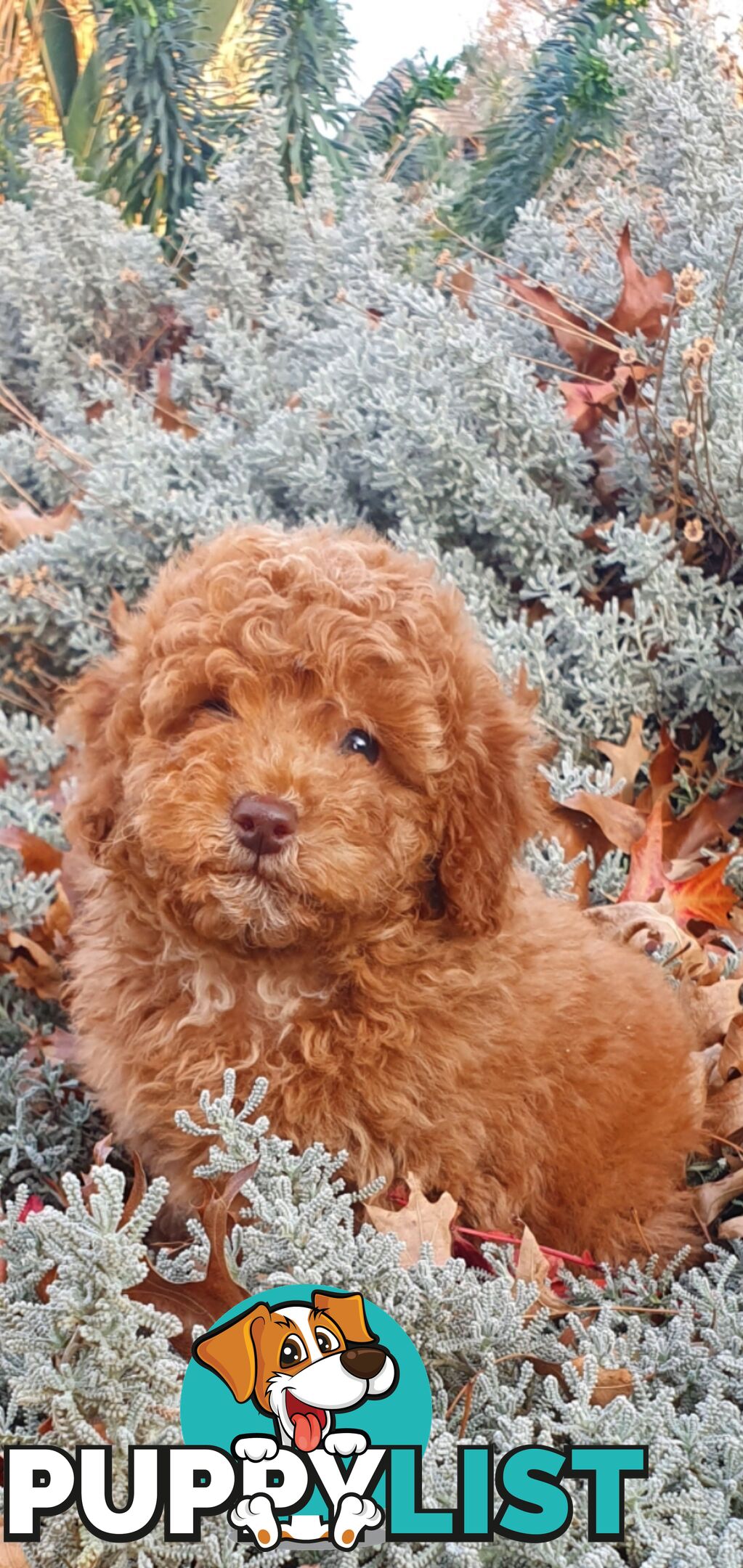 Buetifull toy poodle