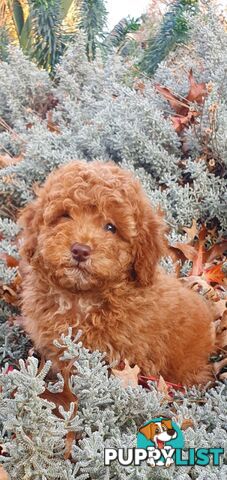 Buetifull toy poodle