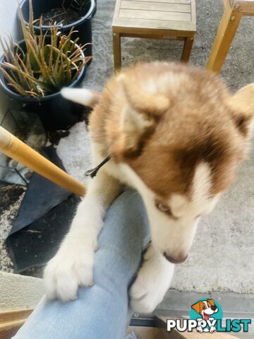 4 months old Siberian husky