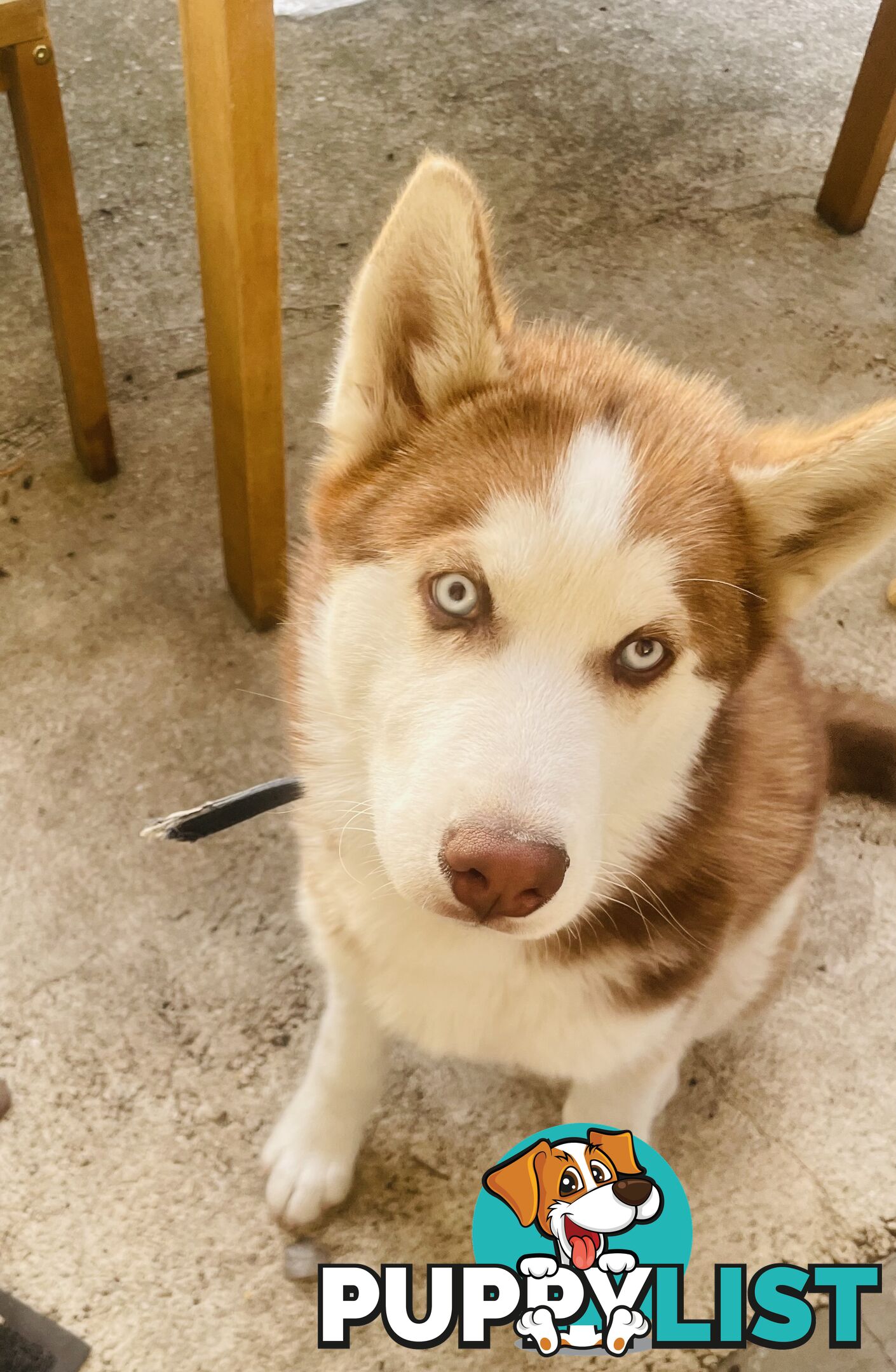 4 months old Siberian husky