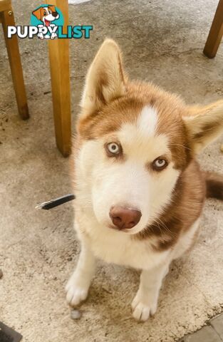 4 months old Siberian husky