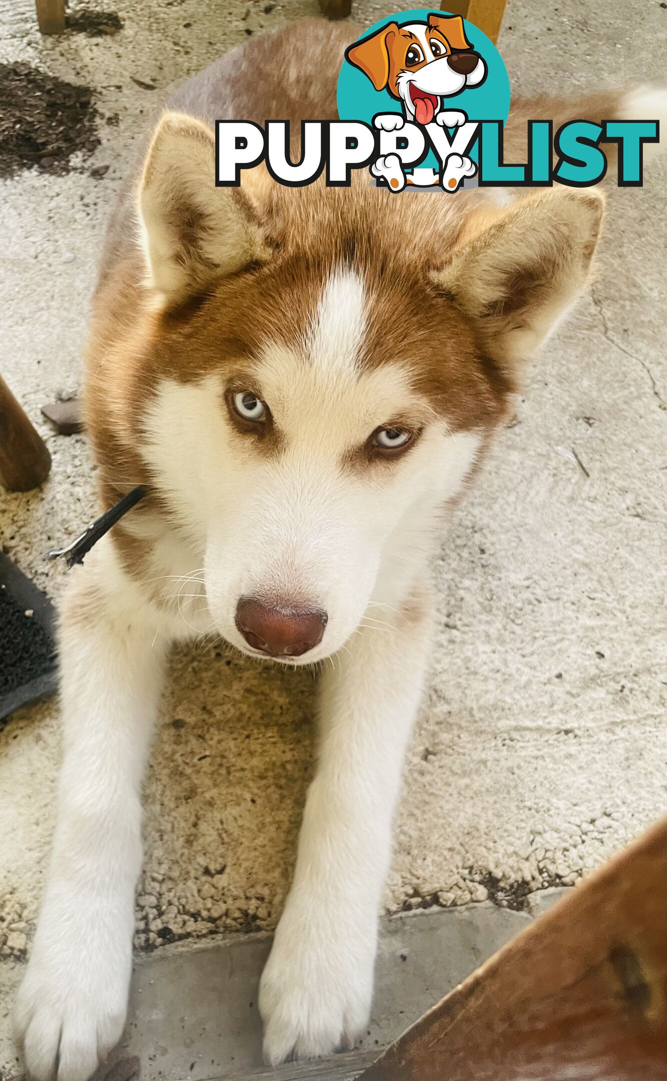 4 months old Siberian husky