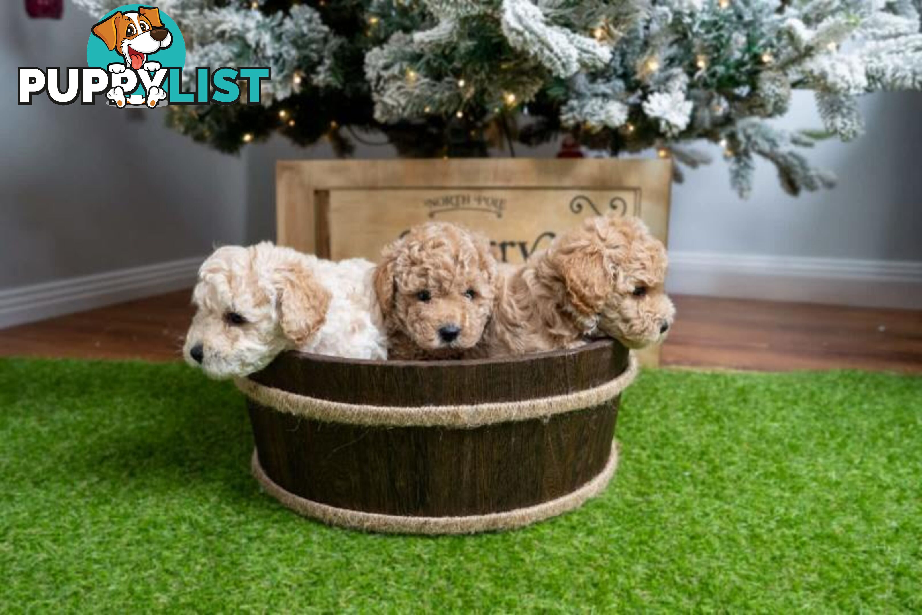 Purebred Toy Poodles - Ready 24th December