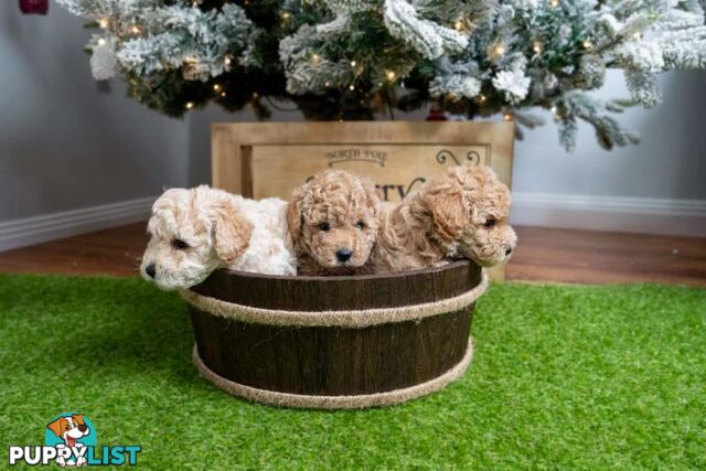 Purebred Toy Poodles - Ready 24th December