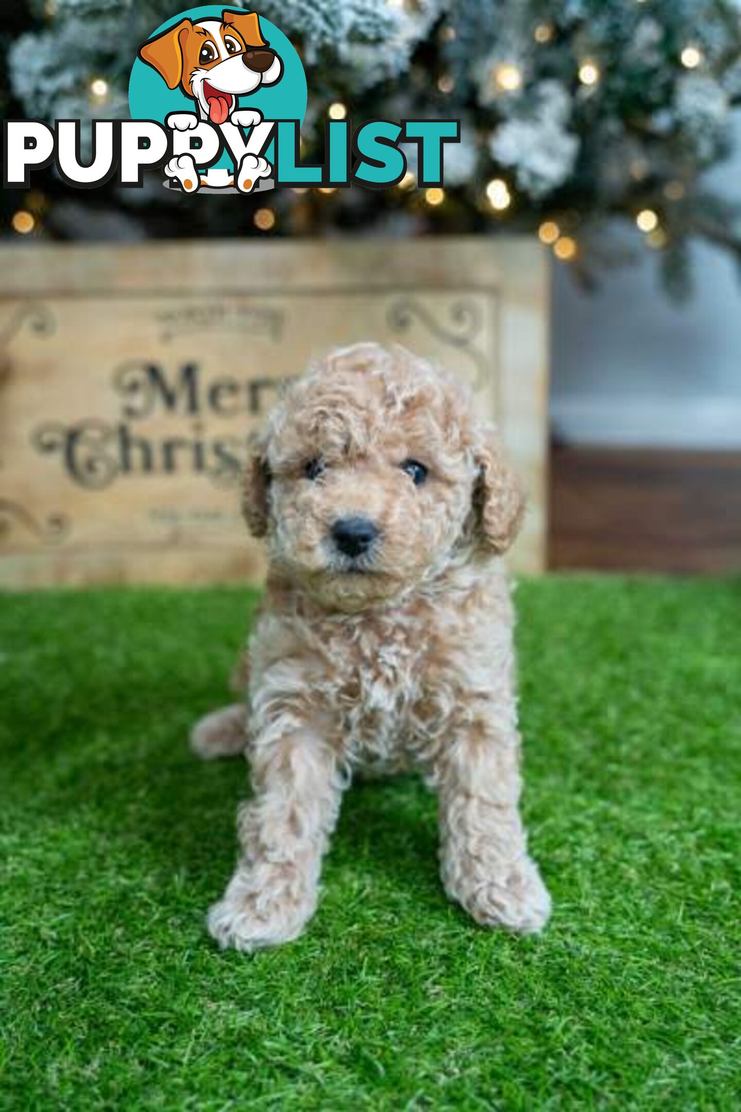 Purebred Toy Poodles - Ready 24th December