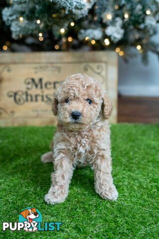 Purebred Toy Poodles - Ready 24th December