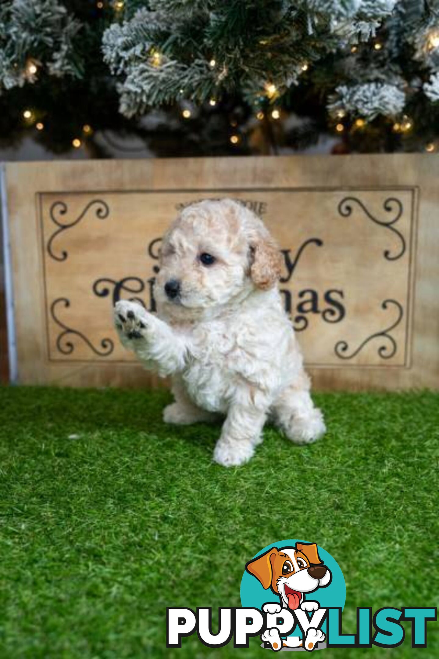 Purebred Toy Poodles - Ready 24th December