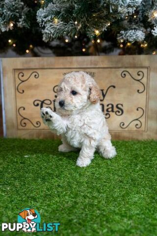 Purebred Toy Poodles - Ready 24th December