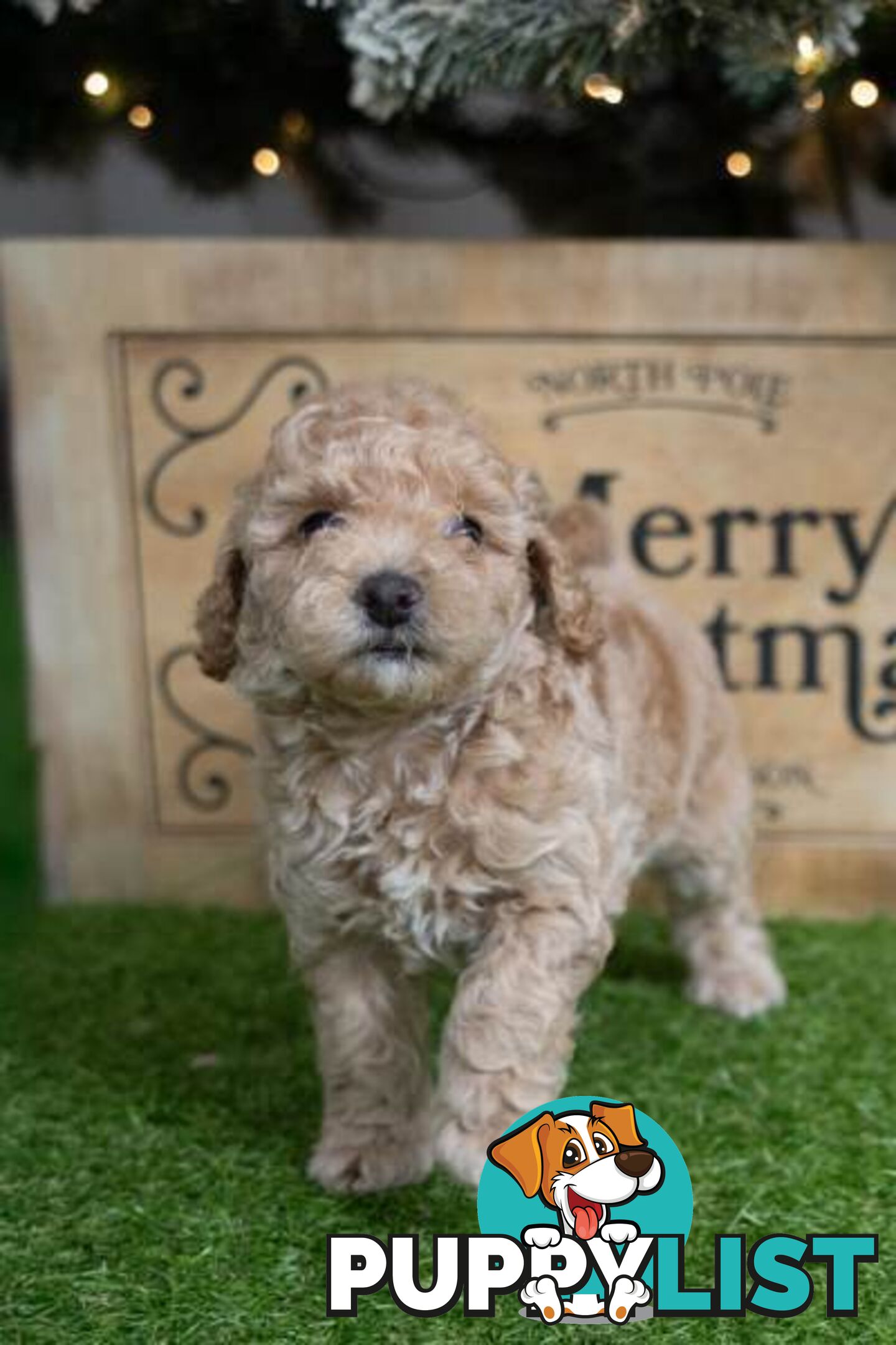 Purebred Toy Poodles - Ready 24th December