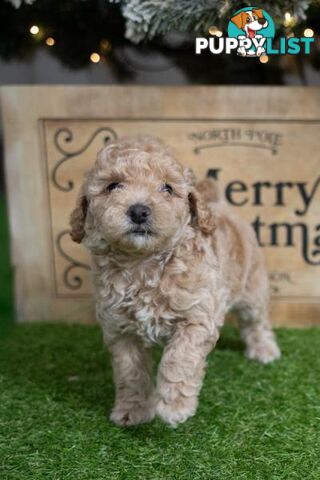 Purebred Toy Poodles - Ready 24th December