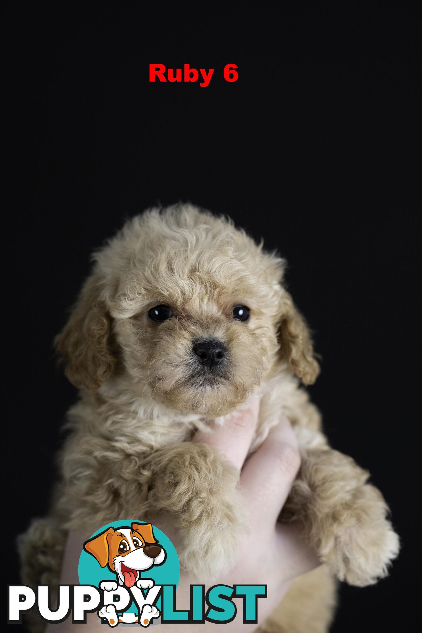 Toy Cavoodles