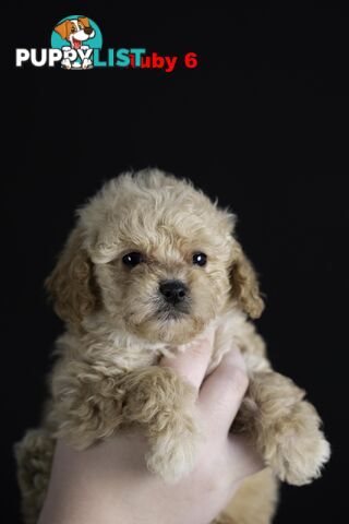 Toy Cavoodles