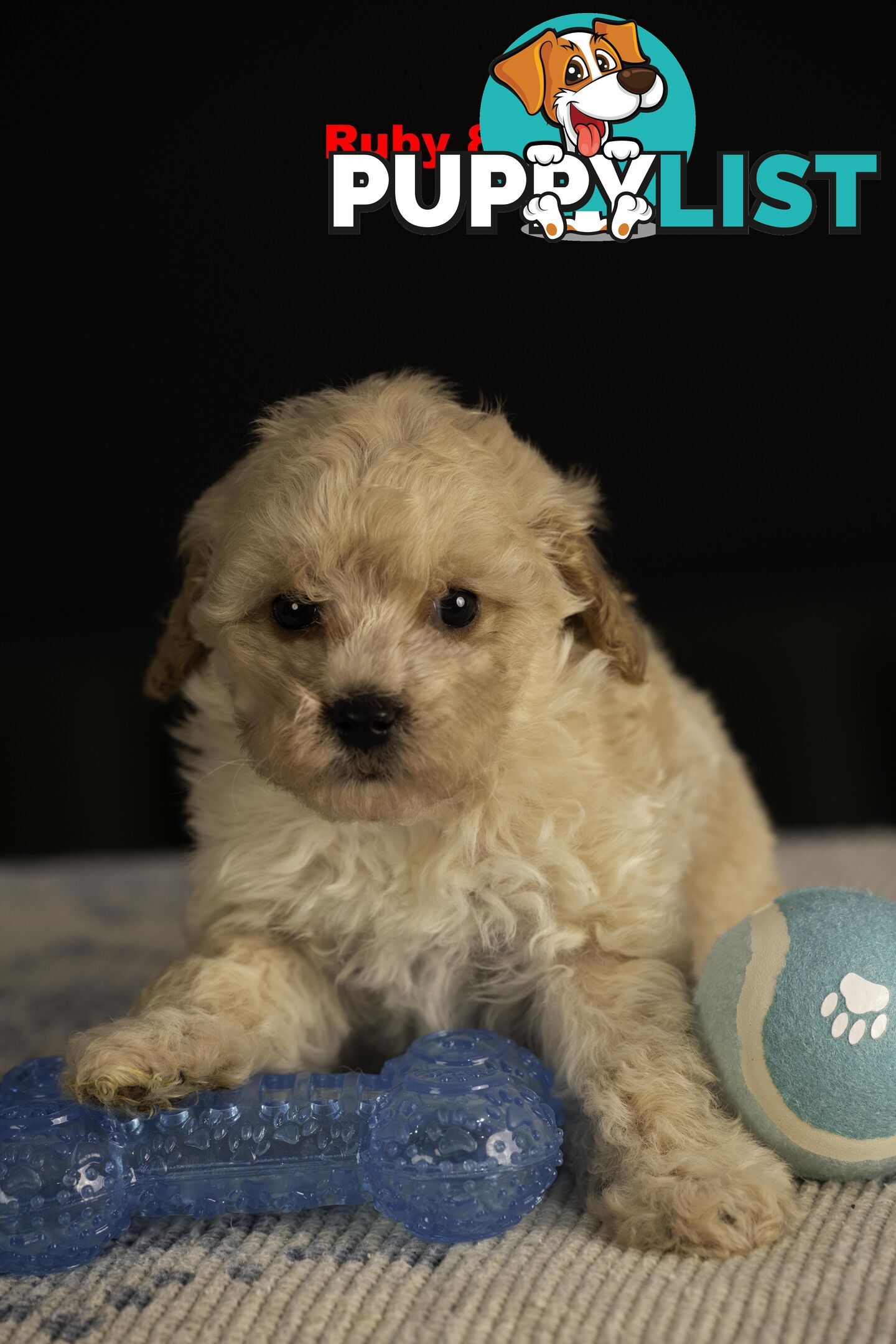 Toy Cavoodles