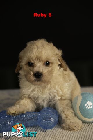 Toy Cavoodles