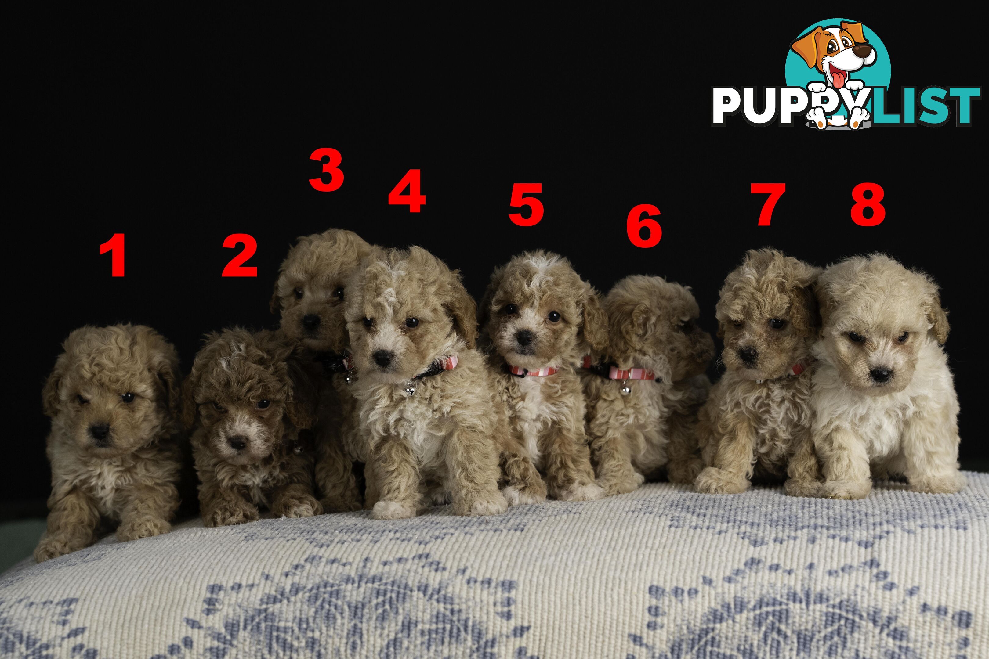Toy Cavoodles