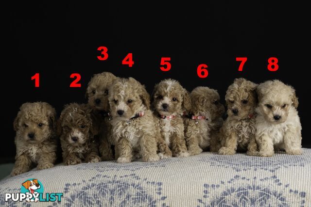 Toy Cavoodles