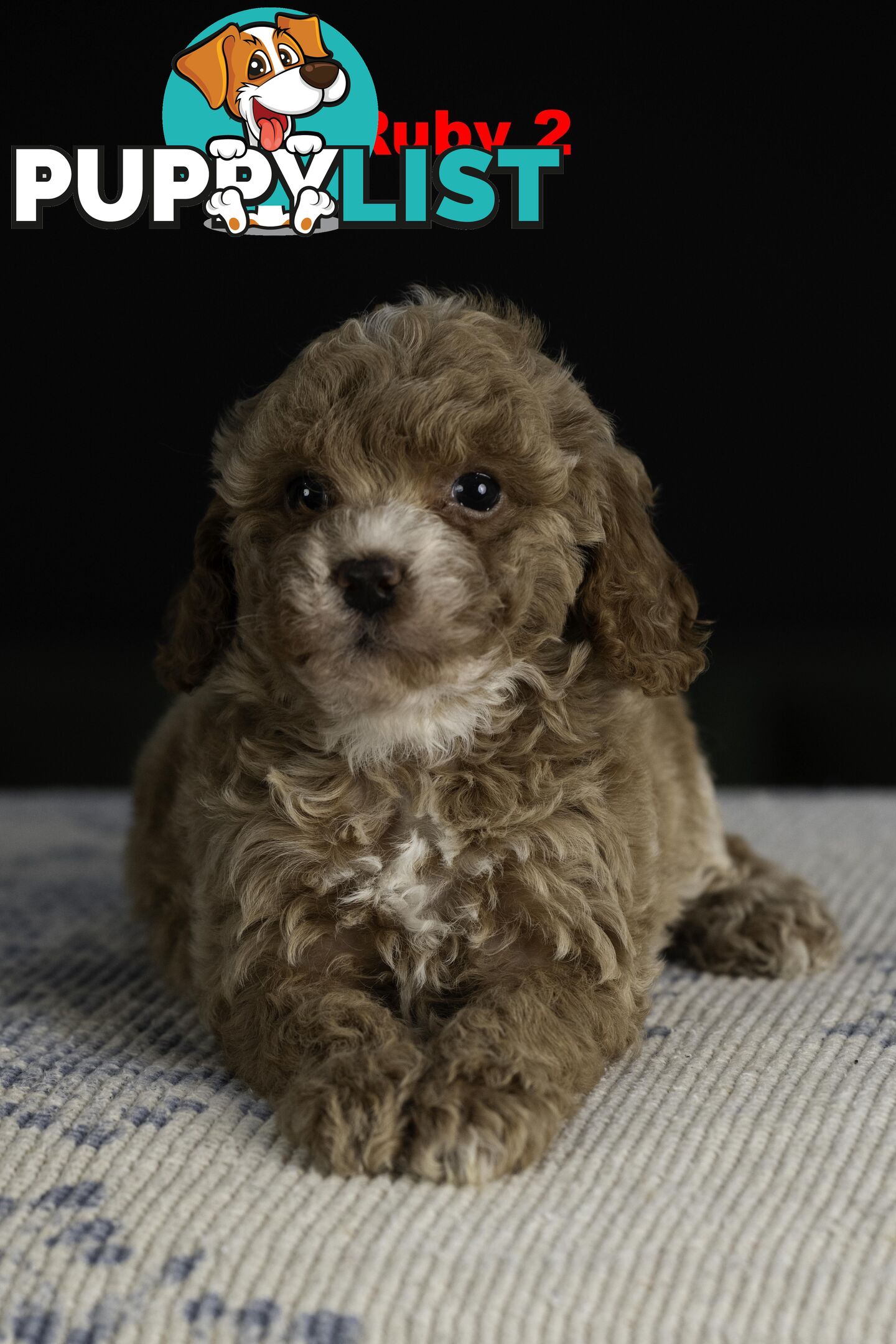 Toy Cavoodles
