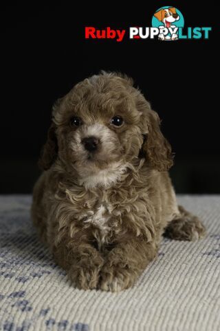 Toy Cavoodles