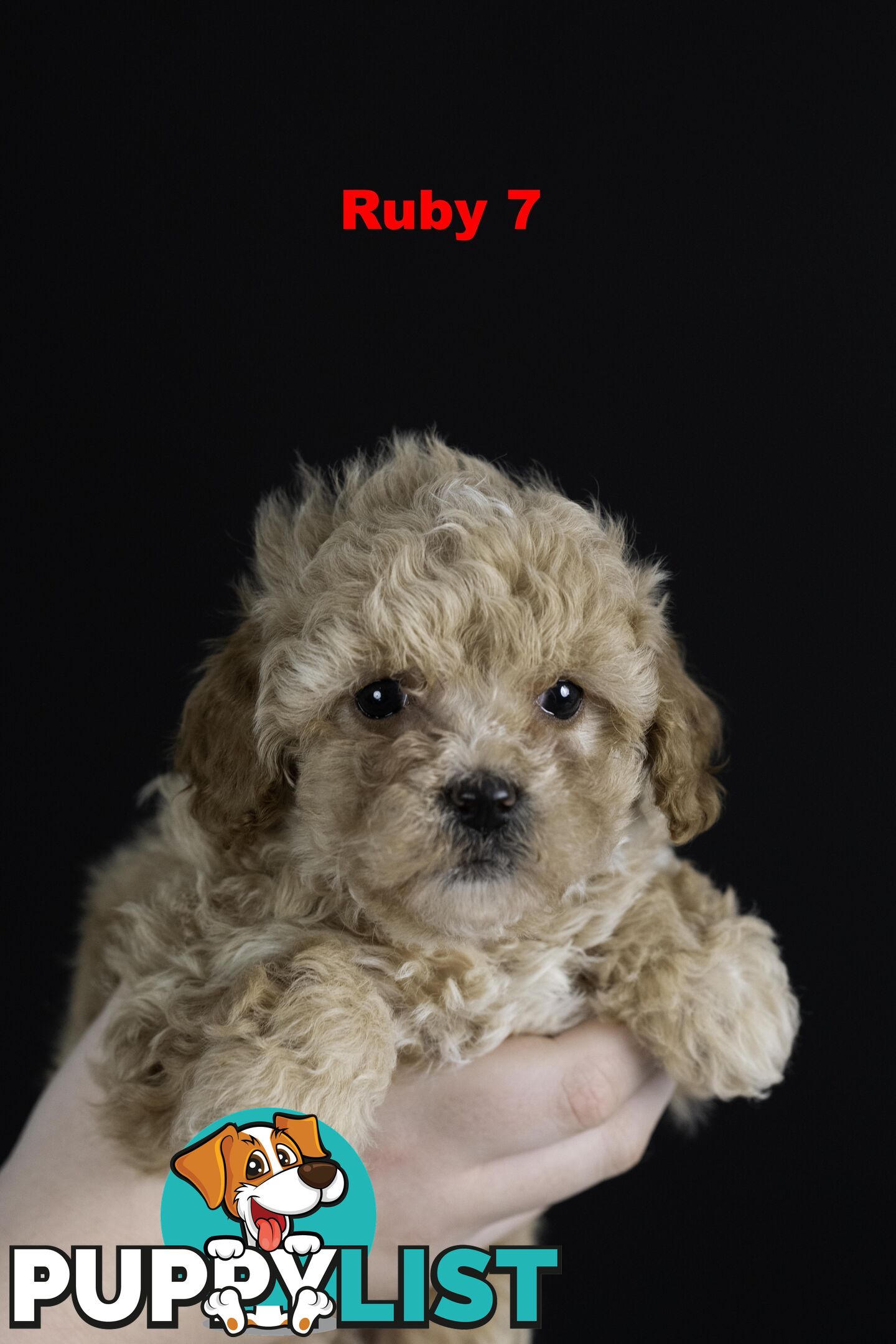 Toy Cavoodles