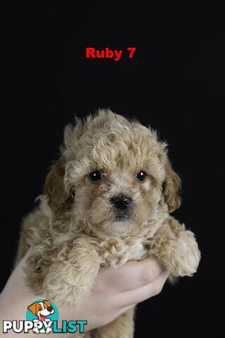 Toy Cavoodles