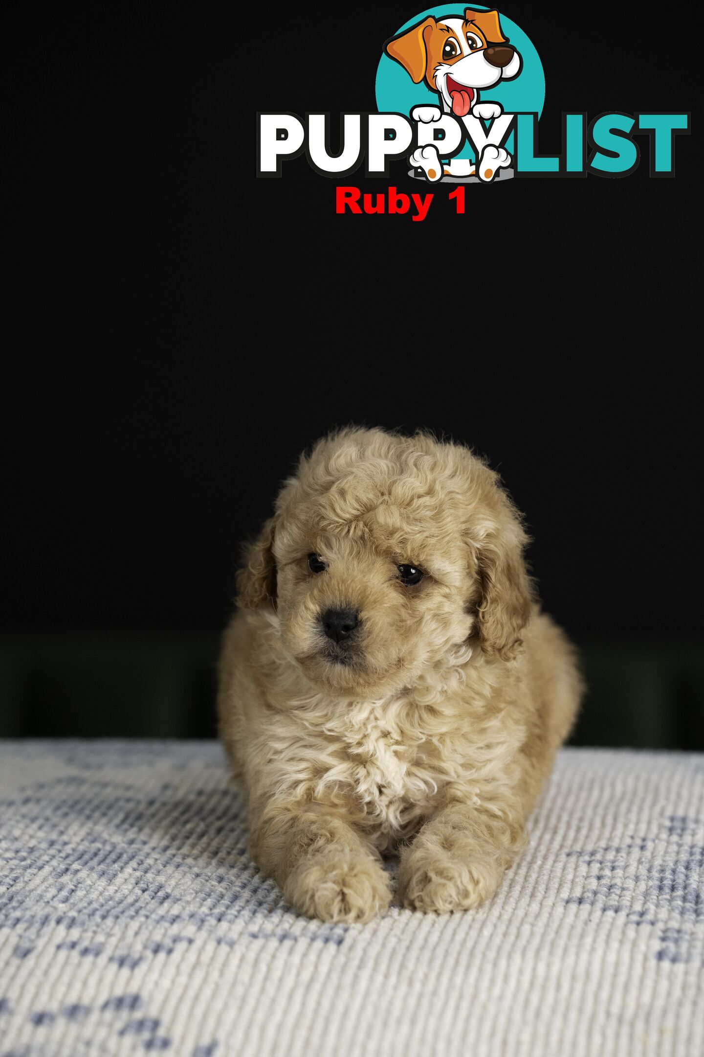 Toy Cavoodles