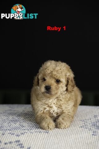 Toy Cavoodles