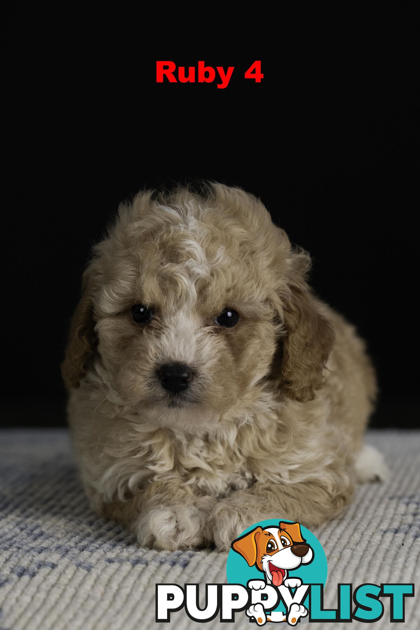 Toy Cavoodles