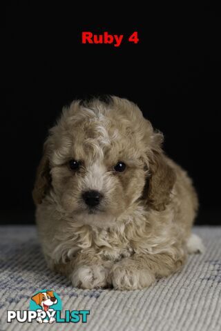 Toy Cavoodles