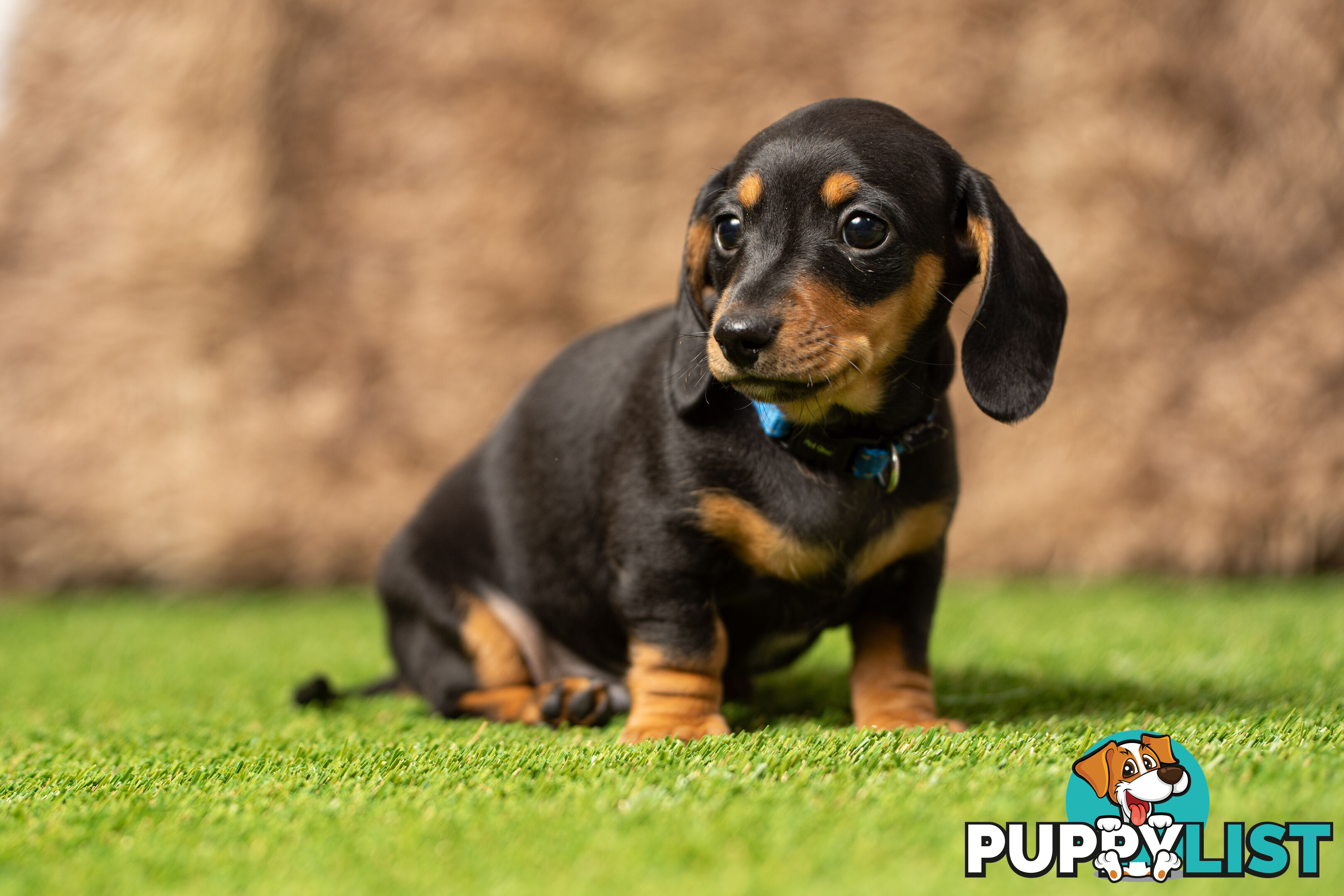 Purebred Miniature Dachshund Puppies