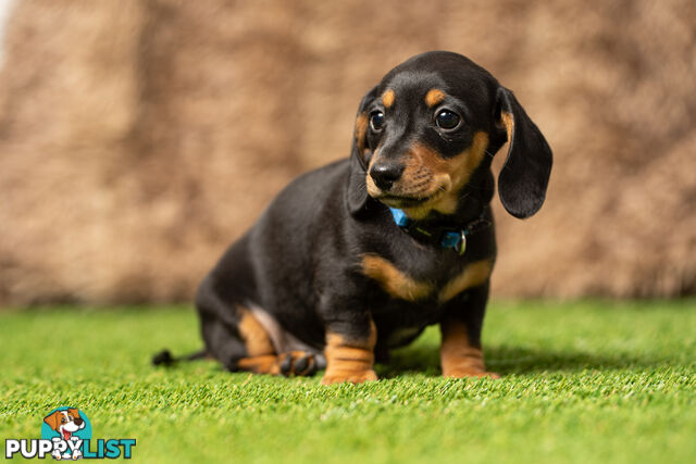 Purebred Miniature Dachshund Puppies