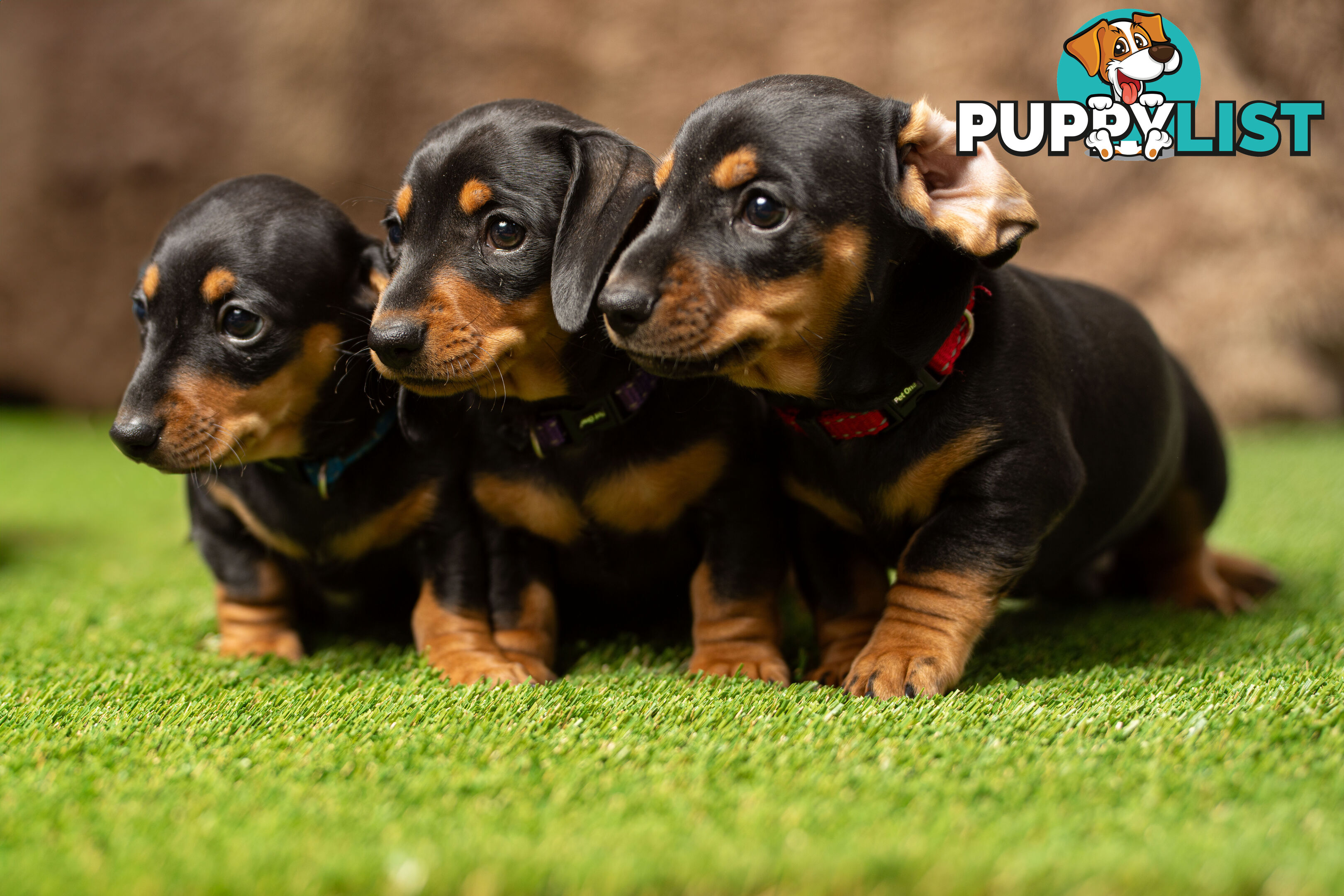 Purebred Miniature Dachshund Puppies