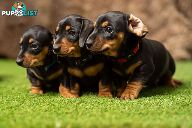 Purebred Miniature Dachshund Puppies